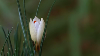 IMG_9965SCHWEFELFEE.jpg