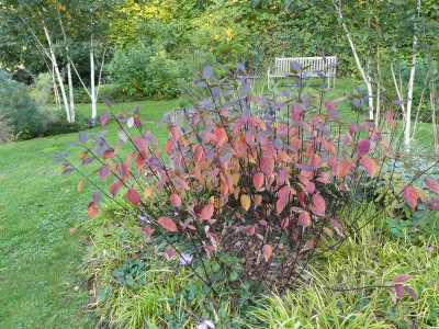 2022-10-10 Cornus 'Kessleringii'.jpg