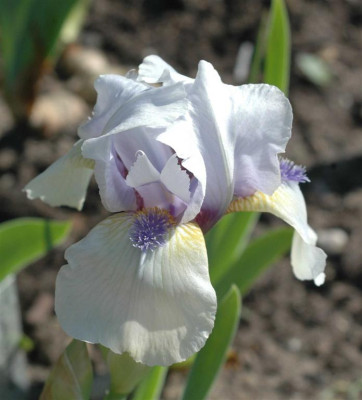 A6386a_Large.JPG