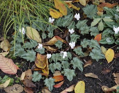 DSC_6534_DxO.jpg