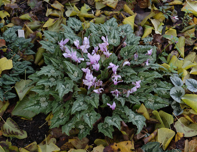 DSC_6535_DxO.jpg