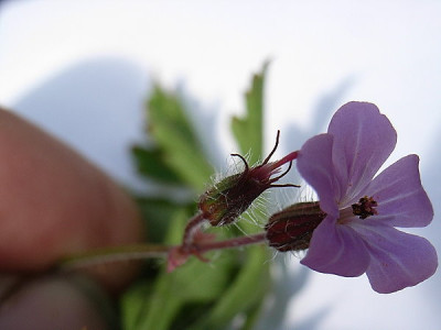 Geranium_pusillum-X.JPG