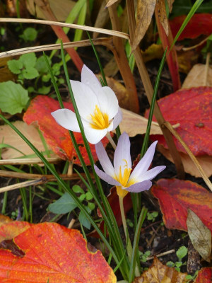 2022-10-23 Crocus caspius.jpg