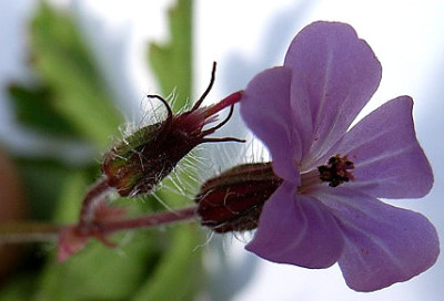 Geranium_pusillum-a.jpg