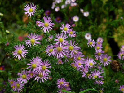 Pink Star 2022-10-21.JPG