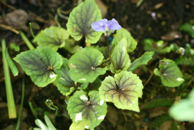 viola_sororia_Smokie_montains_Groenveranderung.JPG