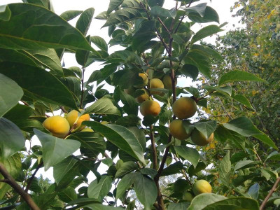 Garten 815.jpg