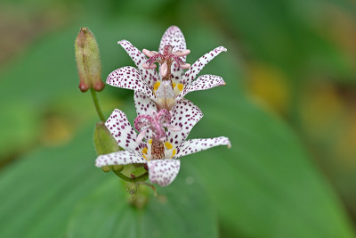 Tricyrtis-Okt2422_011_00001.jpg
