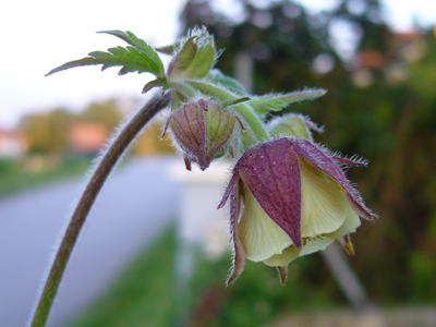 welches_geum.jpg