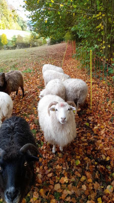 IMG-20221024-WA0035.jpeg