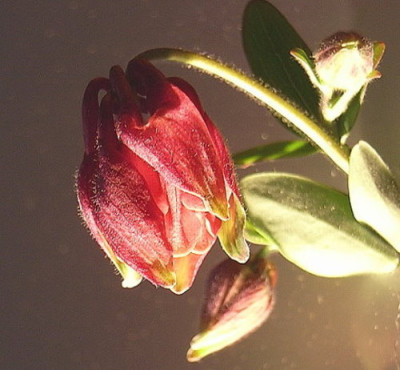 Akelei-rot-gelb.JPG