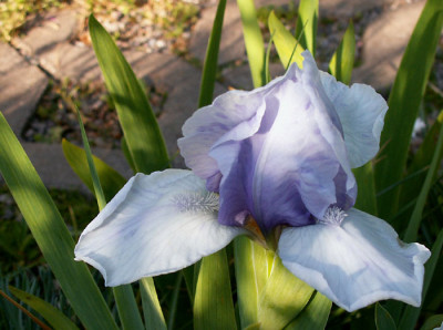 iris_sky_and_snow.jpg