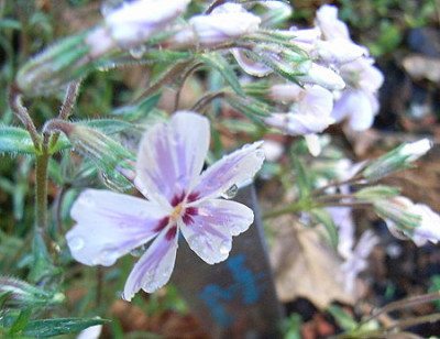 Polsterphlox.JPG