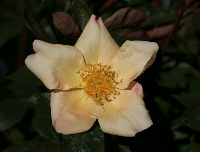 Mutabilis-05-08.jpg