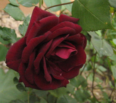 Nigrette_12.05.2008_03.jpg