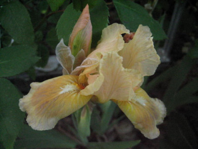 I.nana_Orchid_Flair_12.05.2008_01.jpg