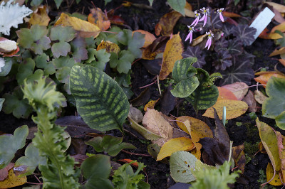 DSC_6580_DxO.jpg