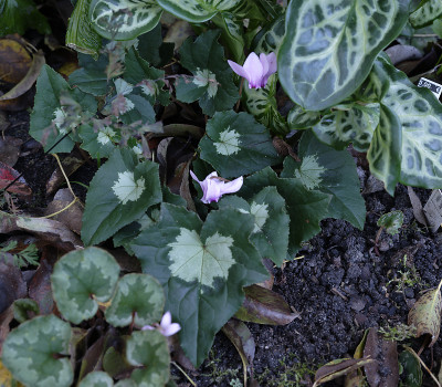 DSC_6575_DxO.jpg