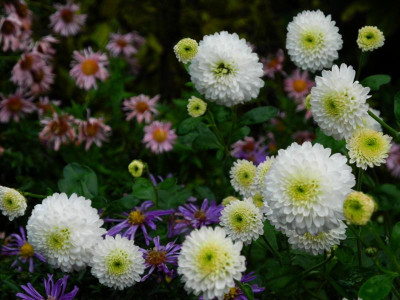 White Bouquet 2022-10-24.JPG