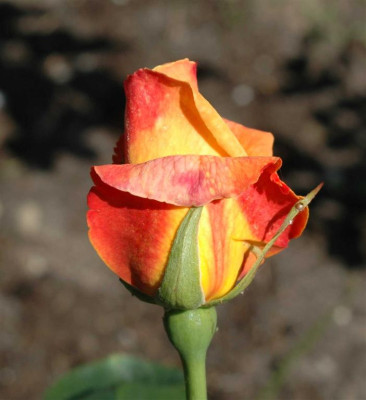 A6395a_Large.JPG