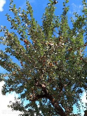 Apfelbaum (4).jpg