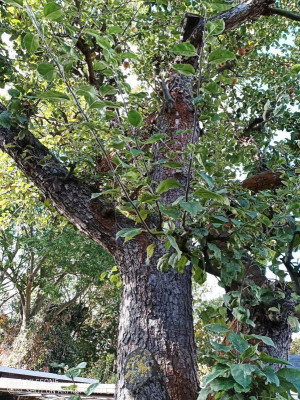 Apfelbaum (5).jpg