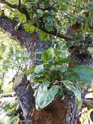 Apfelbaum (6).jpg