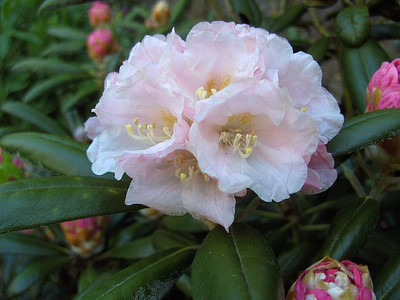 Rhododendron_yakushimanum_Koischiro_Wada_fars_2008.jpg