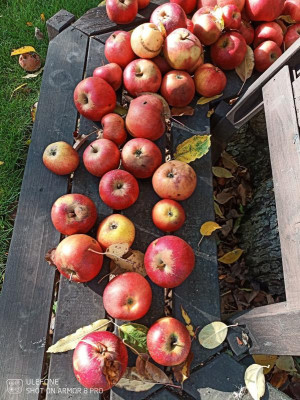 Apfel.jpg