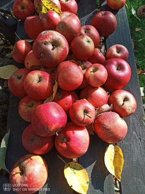 Apfel1.jpg