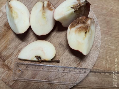 Apfel5.jpg
