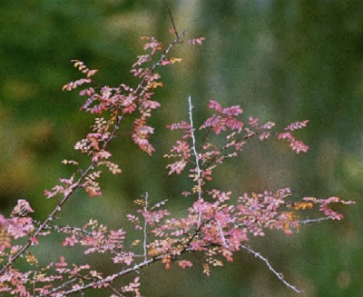 rosa_hugonis_ende_oktober.JPG