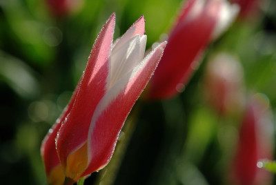 Tulipa_1_03-05-2008.jpg