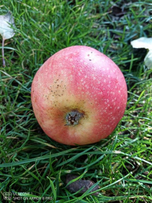 Apfel2.jpg