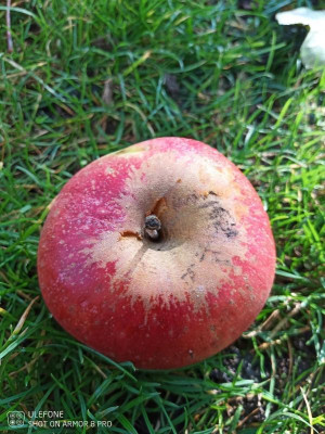 Apfel4.jpg