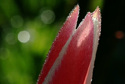 Tulipa_2_03-05-2008.jpg