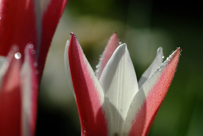 Tulipa_3_03-05-2008.jpg