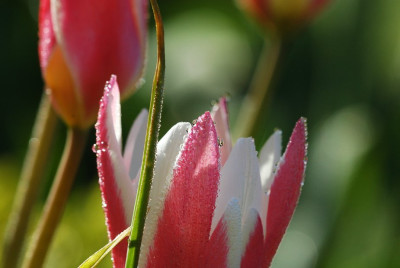 Tulipa_4_03-05-2008.jpg