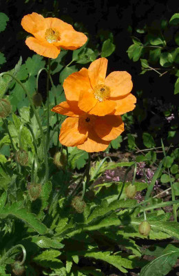 Papaver_lateritium.jpg