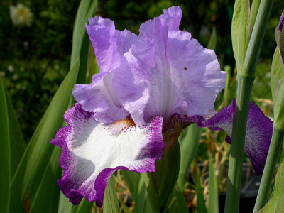 Iris_Eagle_Flight_12.5.08.jpg