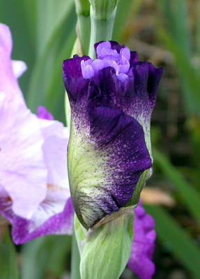 Iris_Eagle_Flight_Knospe_12.5.08.jpg
