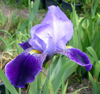 Iris_Rheintraube_12.5.08.jpg