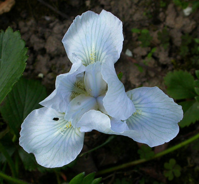 Iris_Unbekannter_Zwerg_12.5.08.jpg