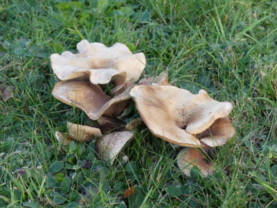 2022-10-28 Pilze 1.jpg