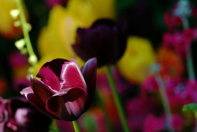Tulipa_1_11-05-2008.jpg