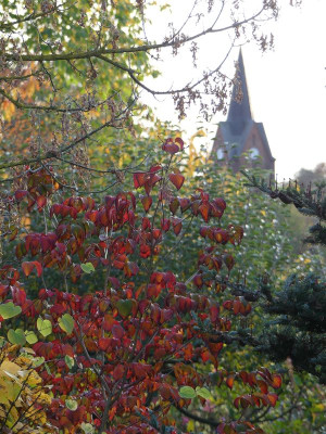 2022-10-28 Cornus kousa 'Satomi' 1.jpg