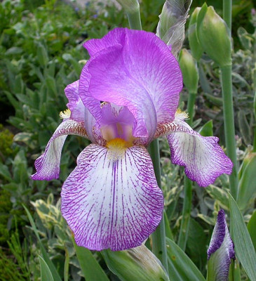 Iris_Fruhlingskleid_12.5.08.jpg