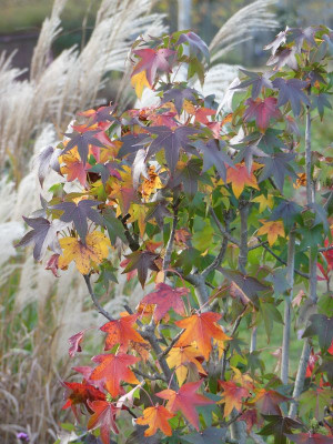2022-10-28 Gartenimpressionen 1.jpg