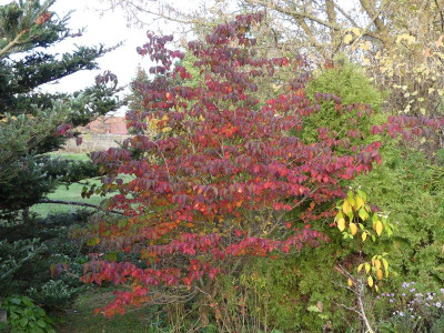 2022-10-28 Cornus kousa 'Satomi' 2.jpg