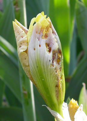 Iris-Russler_Fraspuren_12.5.08.jpg